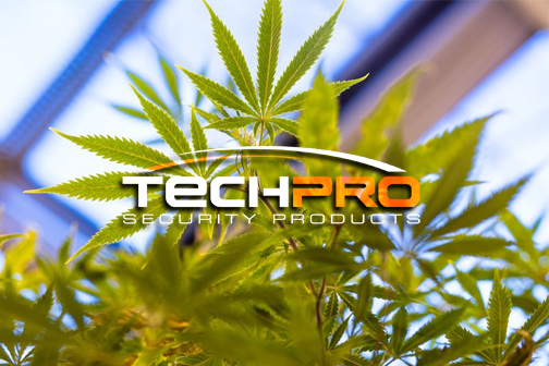 Installing Security Cameras For Marijuana Dispensary Florida